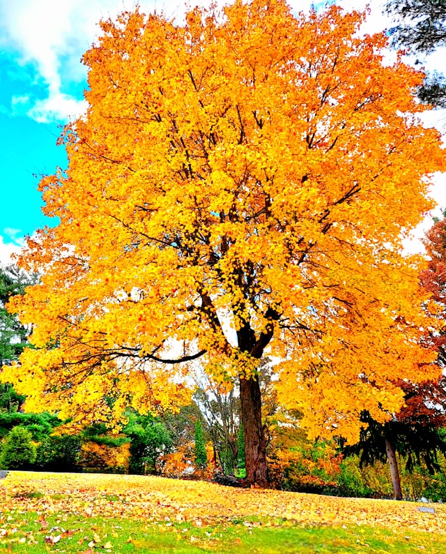 Planning Your End-of-Life Wishes: A Gift to Your Loved Ones